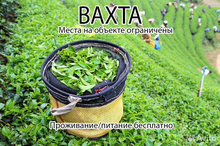 Вахта на Производство: Чая и Кофе