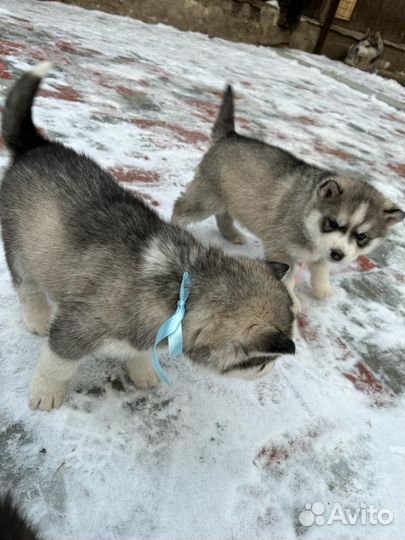 Щенки сибирской хаски