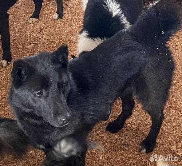 Кобель лайки Мэт в хорошую семью бесплатно