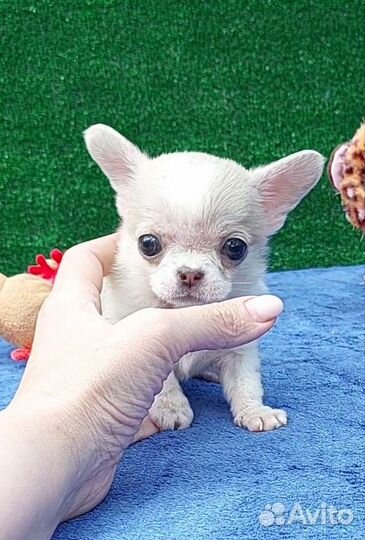 Чихуахуа супермини мальчик нежного окраса