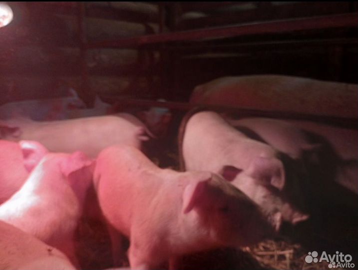 Поросята Ландрас