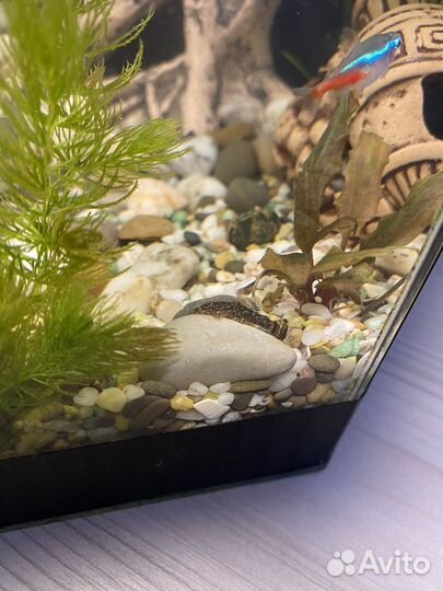 Аквариумные рыбки