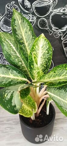 Аглаонемы lemon mint, kei laim, Фридман, Призрак