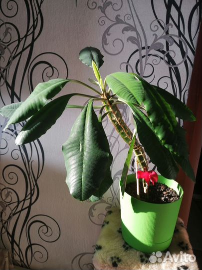 Сортовой Фикус Инфектория, Молочай