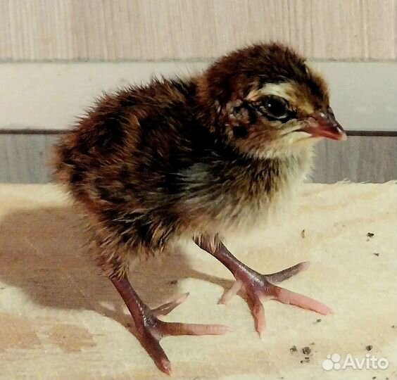 Перепела суточные