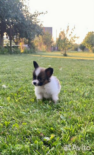 Щенки папийона