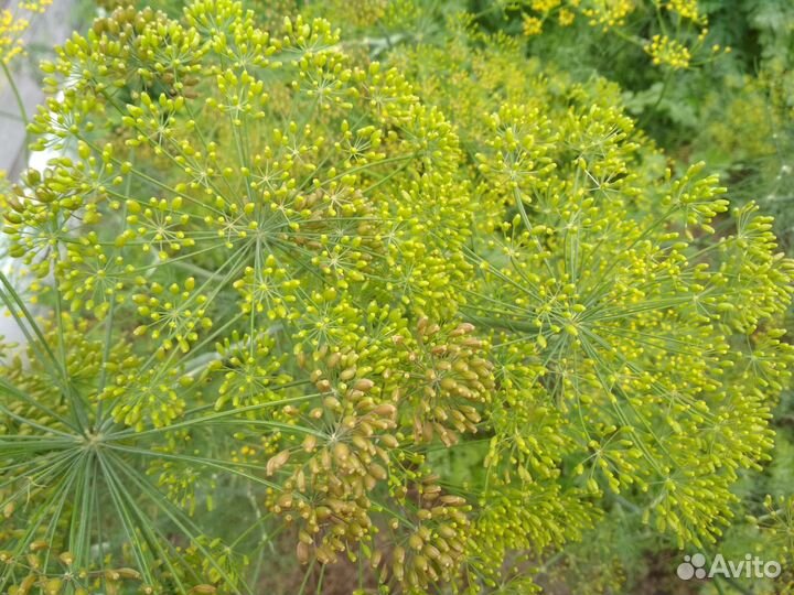 Укроп для засолки