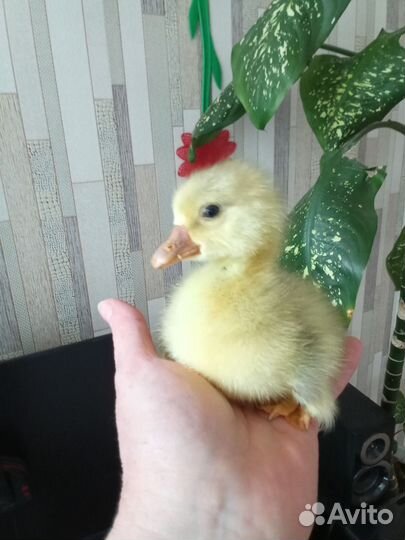 Цыплята.гусята