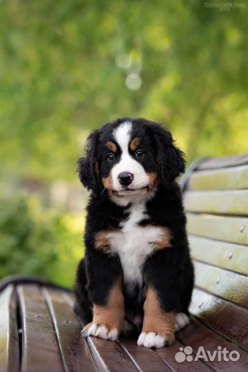 Фотограф-анималист, фотосъемка щенков, собак