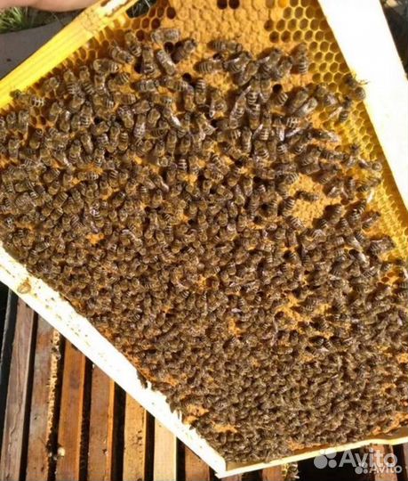 Пчелы Пчелопакеты. Карпеткам Каринка Белфаст