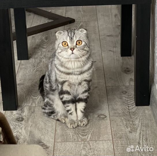 Шотландский полосатый вислоухий кот