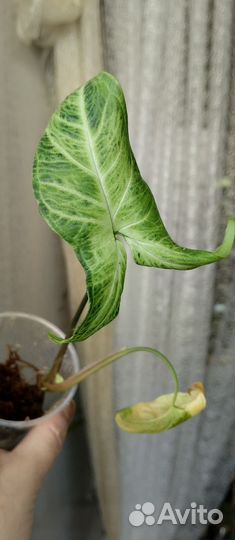 Сингониумы