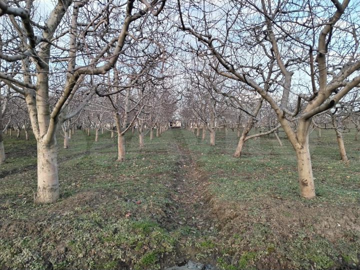 Участок 24,7 сот. (ИЖС)