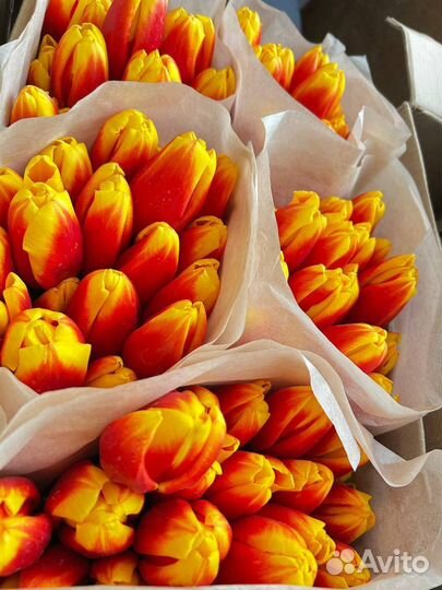 Тюльпаны живые краснодарские