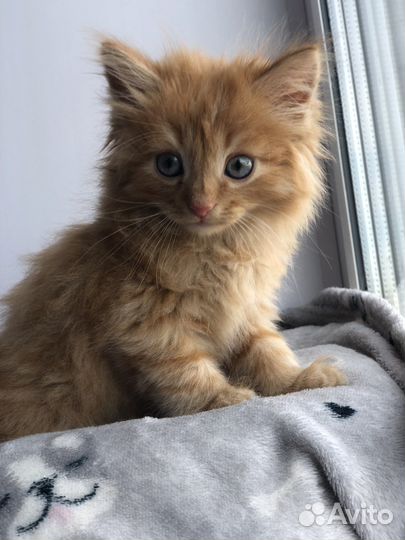 Отдам котенка в добрые руки