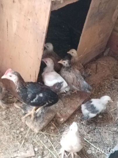 Цыплята месячные