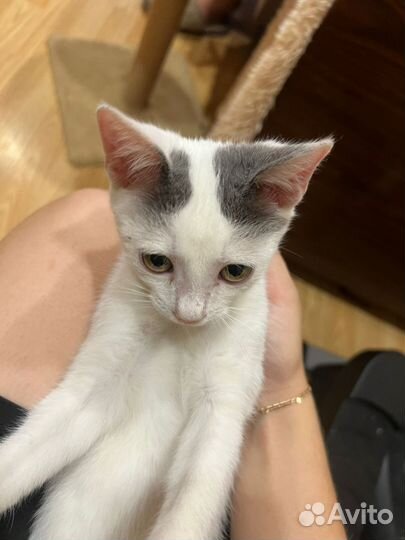 Котенок девочка