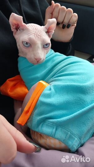 Канадский сфинкс эльф вязка