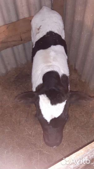 Бычки и телочки