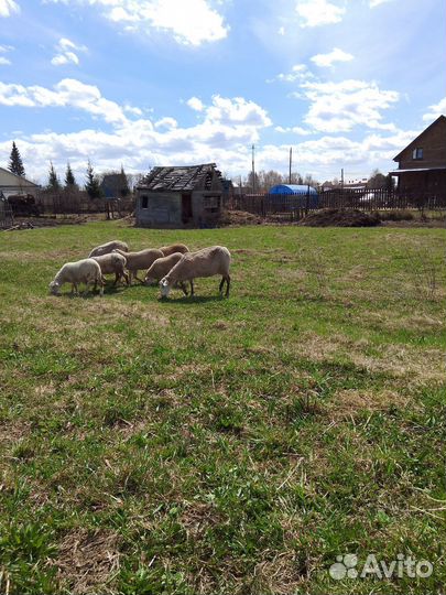 Овцы, баранчики