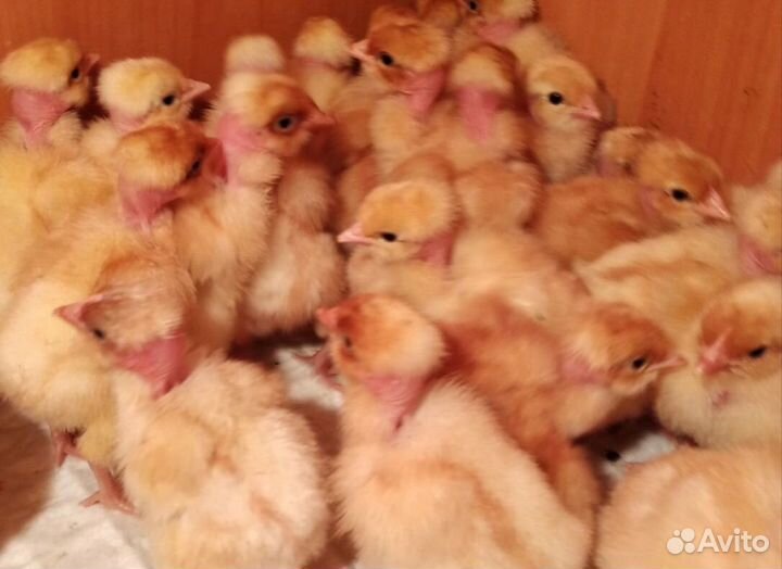 Цыплята