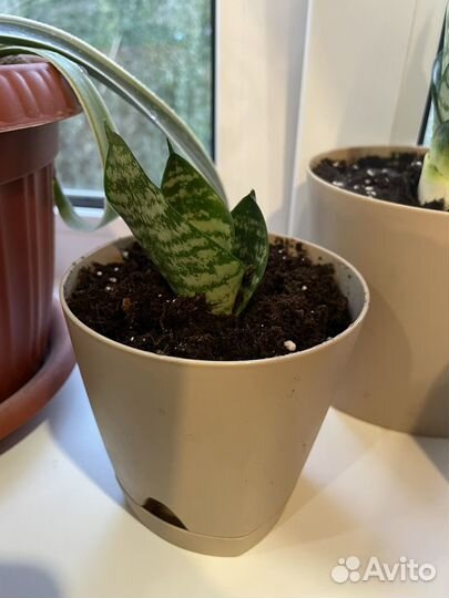 Сансевиерия. Кукушкин хвост