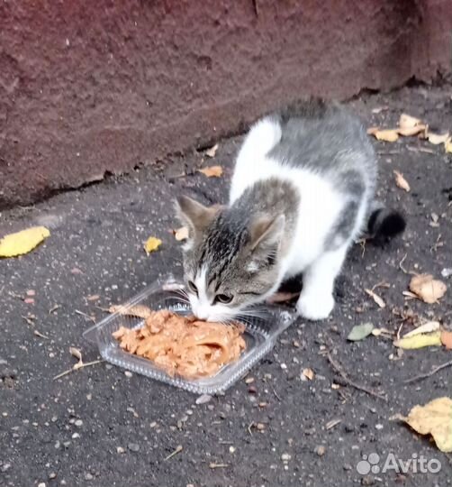 Котенок выживает в подвале