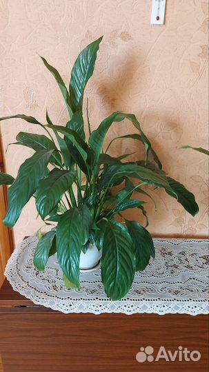 Спатифиллум