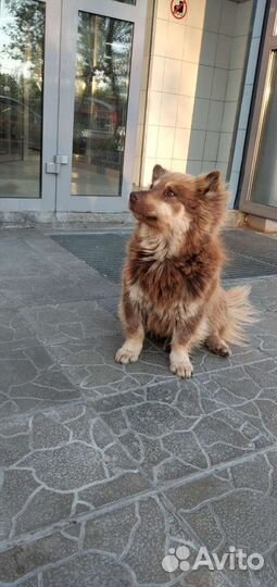 Собачки Рыжульки