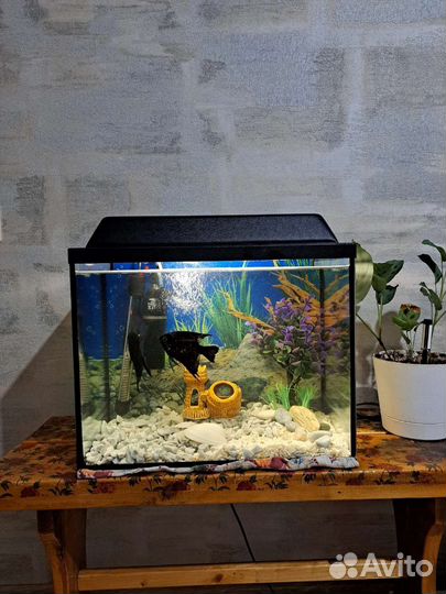 Аквариум
