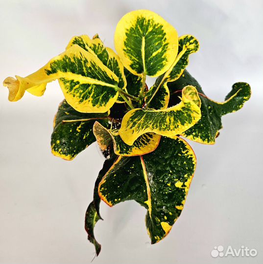 Кротон Gum pa gan