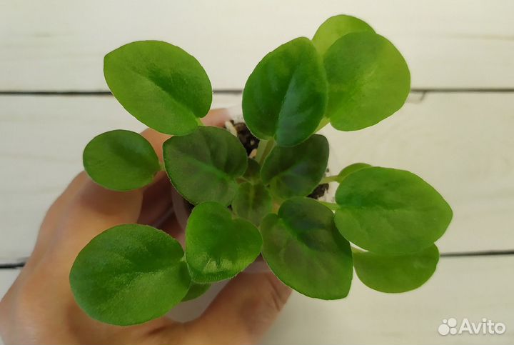 Фиалки сортовые