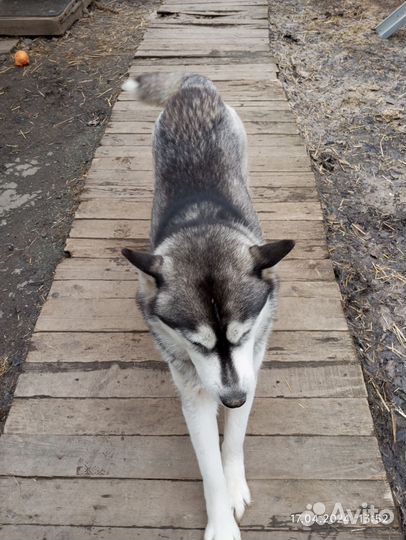 Хаски,девочки