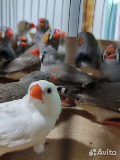 Зебровые амадины