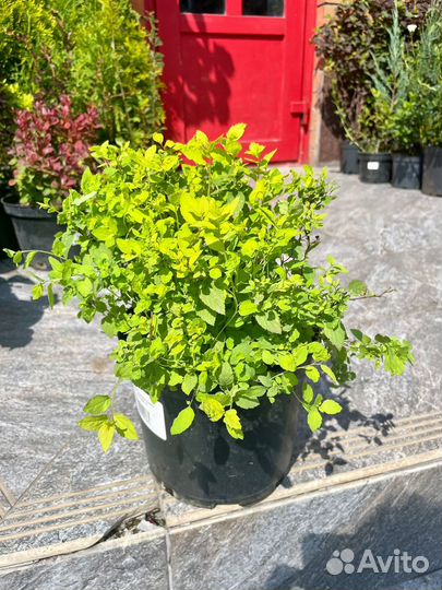 Саженцы декортивных растений