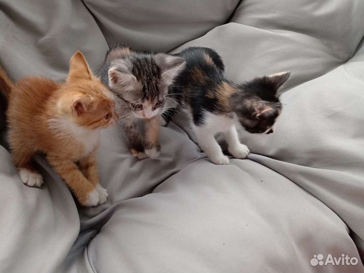 Котята в добрые руки