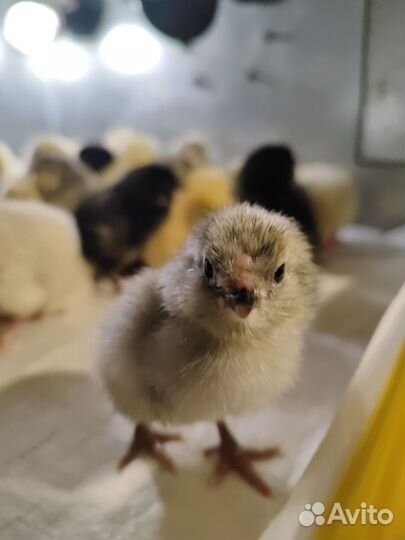 Цыплята
