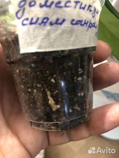 Домашние растения: папоротник