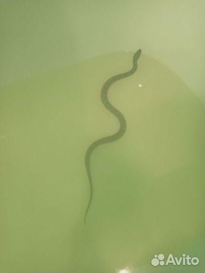 Американский уж