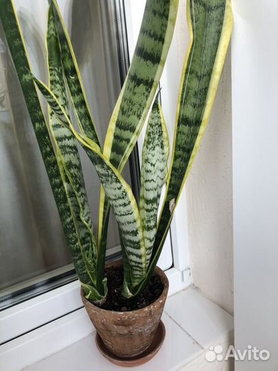 Сансевиерия Лауренти