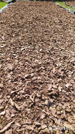 Корень Радиолы розовой