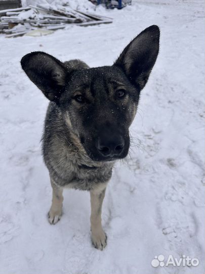 Помогите брошенному малышу