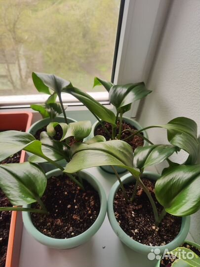 Эухарис амазонская лилия