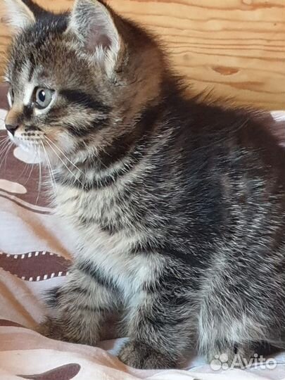 Котята в добрые руки даром девочка