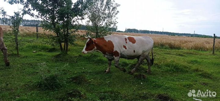 Коровы и телки