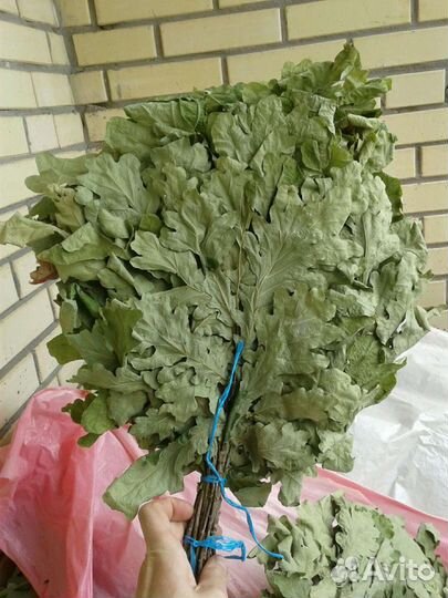 Дубовые и березовые веники для бани 2022 год