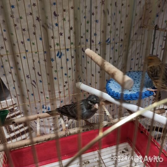 Домашние птицы