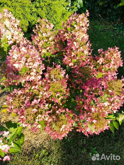 Гортензия саженцы