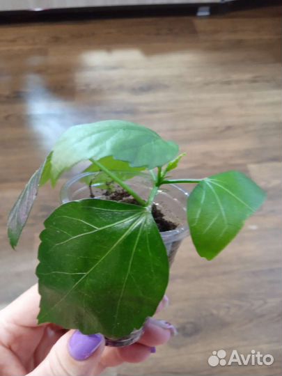 Гибискус желтый махровый