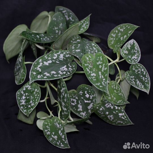 Сциндапсус Пиктус треби